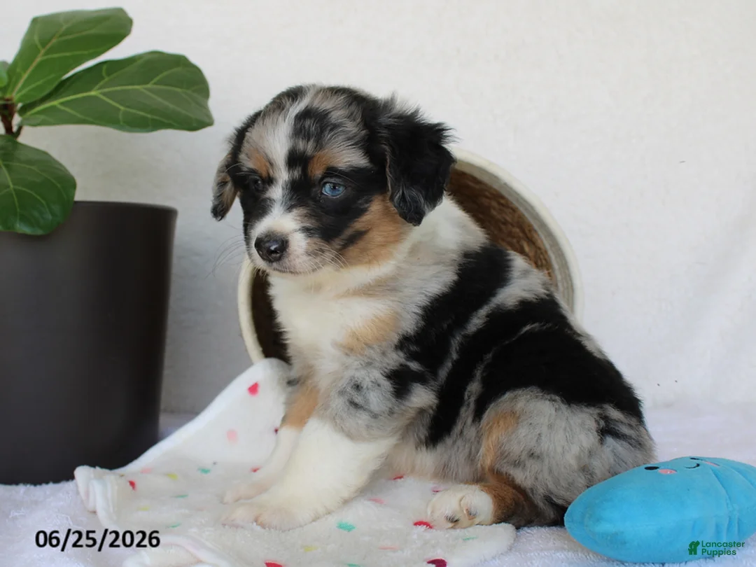 Miniature Australian Shepherd dogs for sale: Princeton - Ad 6
