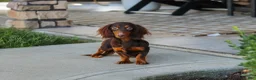 Miniature Dachshund dogs for sale: Lila - Ad 11