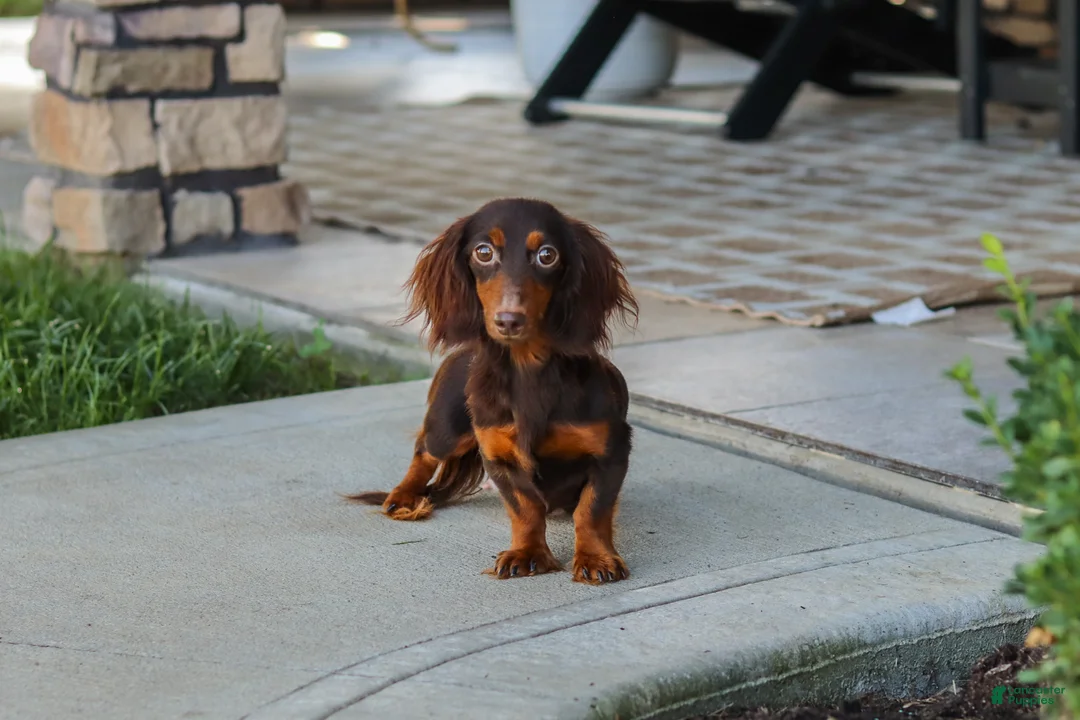 Miniature Dachshund dogs for sale: Lila - Ad 11