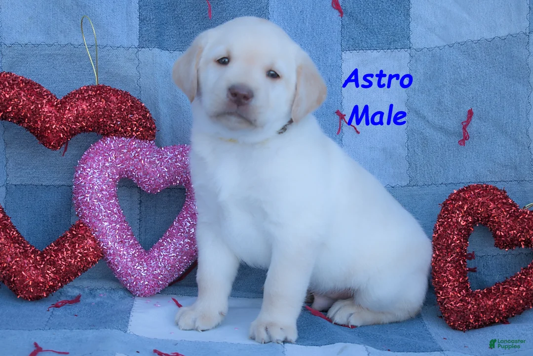 Labrador Retriever dogs for sale: Astro - Ad 2