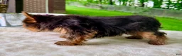 Yorkshire Terrier dogs for sale: Lyla - Ad 4