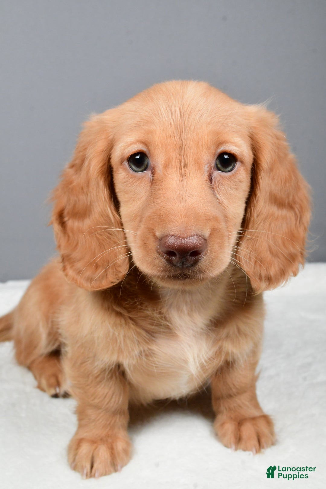 Miniature Dachshund dogs for sale: Virgina - Ad 8