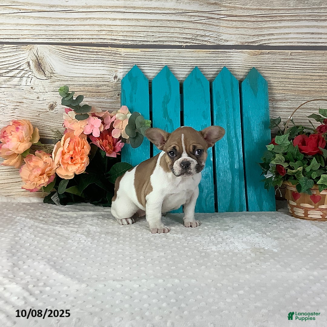 French Bulldog dogs for sale: Cinnamon - Ad 1