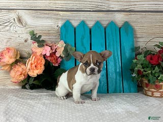 French Bulldog dogs Cinnamon - Ad 42