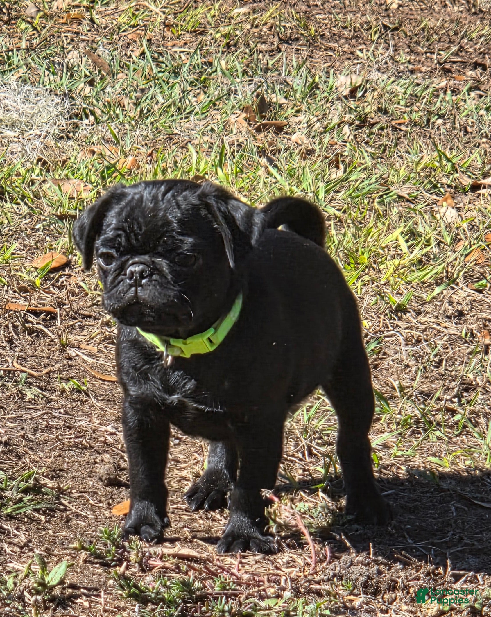 Pug dogs Montie - Ad 3