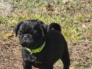 Pug dogs Montie - Ad 3