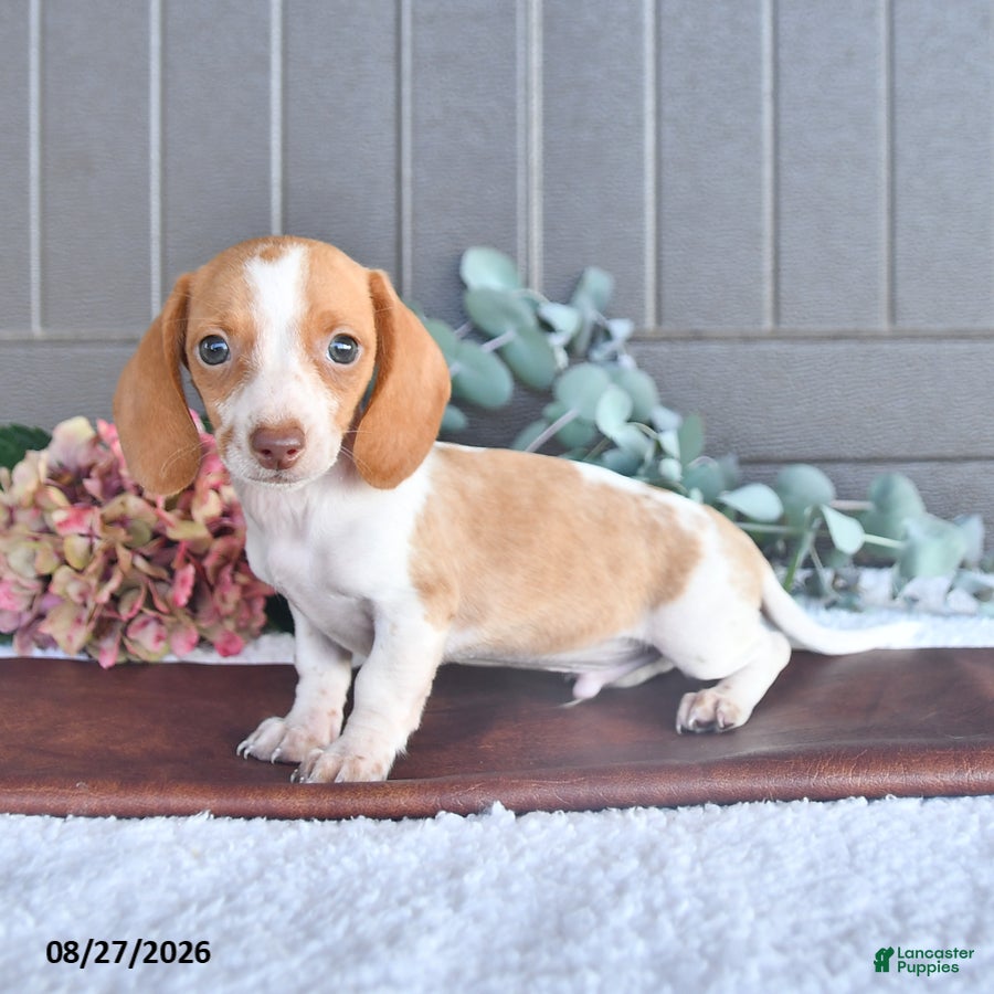 Miniature Dachshund dogs Comet - Ad 2