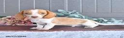 Miniature Dachshund dogs for sale: Comet - Ad 2