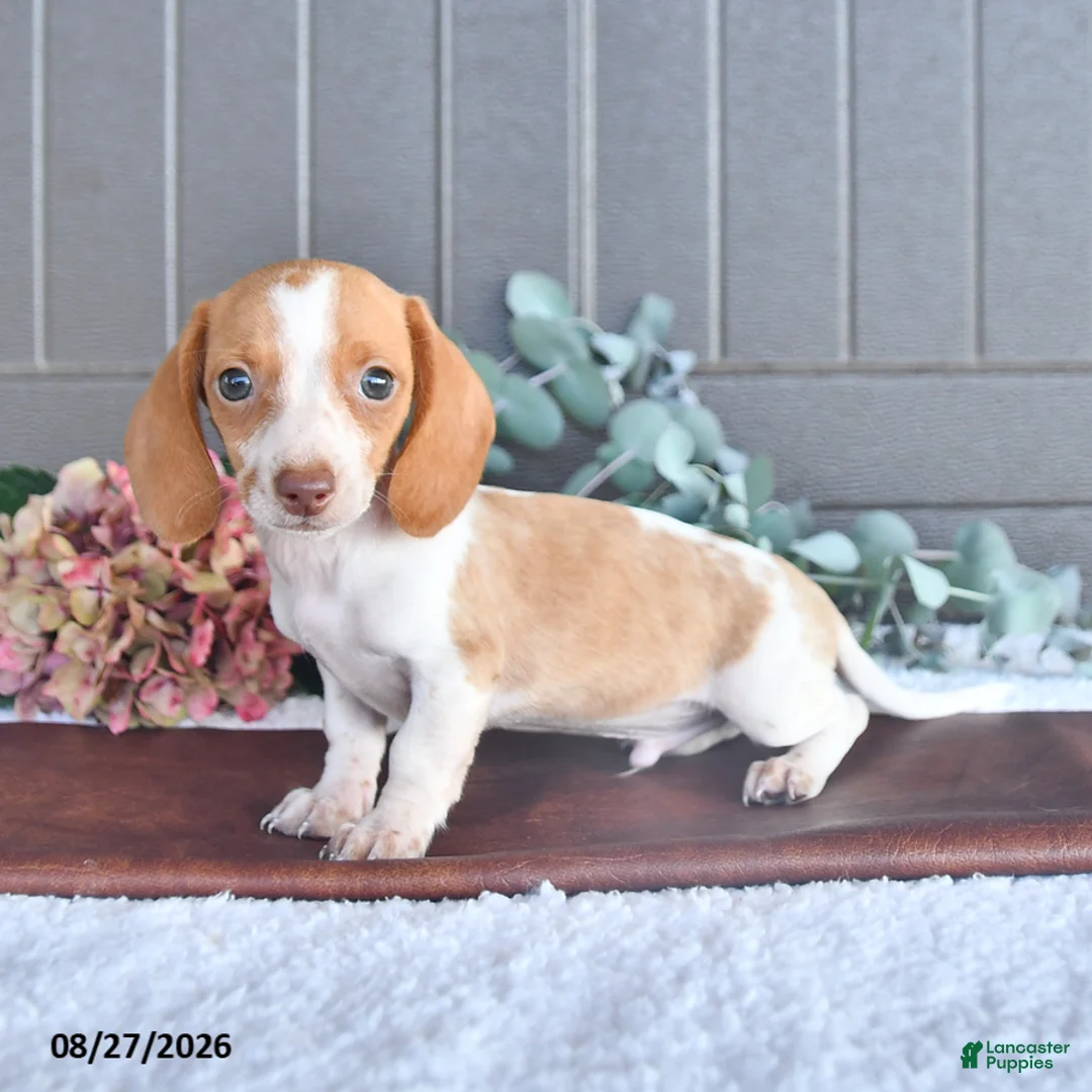 Miniature Dachshund dogs for sale: Comet - Ad 2