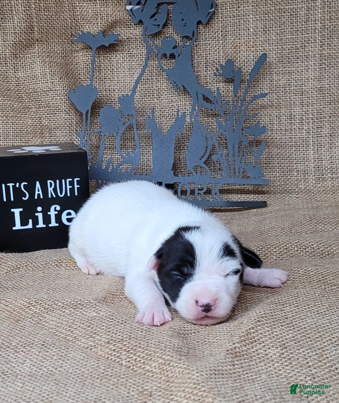 Jack Russell Terrier dogs for sale: Paige purebred JRT DELIVERY AVAILABLE  - Ad 2