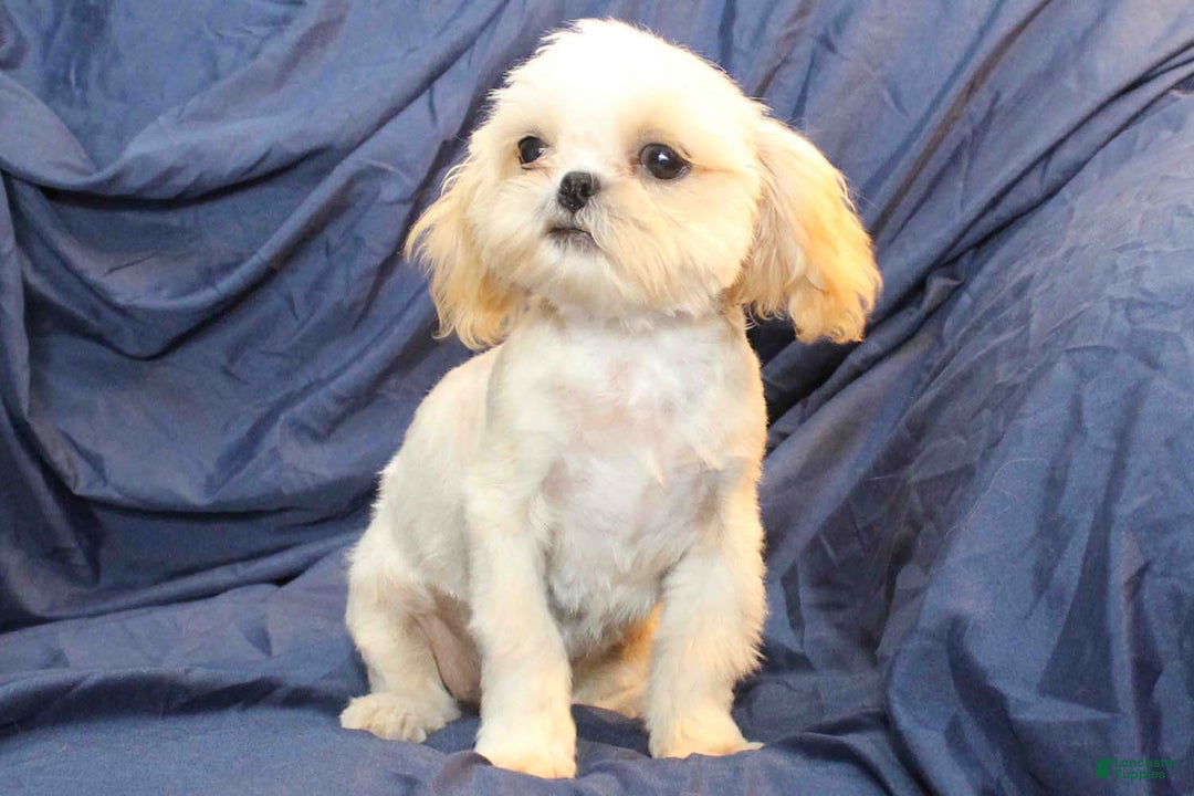Shihpoo dogs for sale: Monty - Ad 3