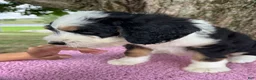 Bernedoodle dogs for sale: Honey - Ad 4