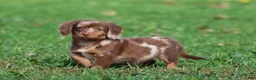Mixed Breed dogs for sale: Oscar - Ad 4