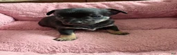 Chihuahua dogs for sale: Chihuahua 1 - Ad 8