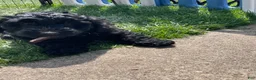 Labradoodle dogs for sale: Shadow - Ad 8