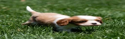 Cavalier King Charles Spaniel dogs for sale: Arlan Cavalier King Charles Spaniel Puppy  - Ad 13