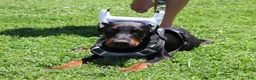 Doberman Pinscher dogs for sale: White - Ad 9