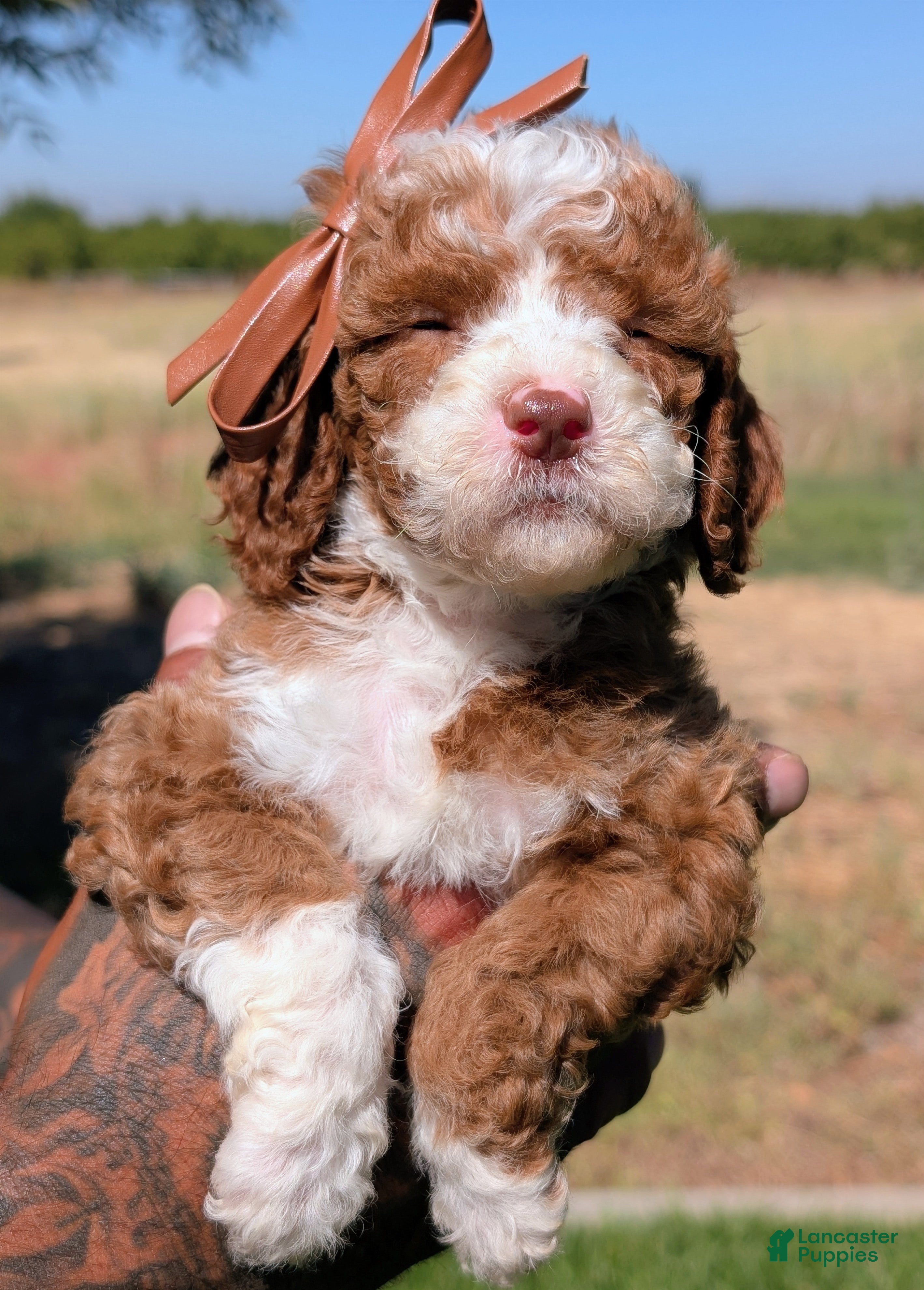 Cavapoo dogs CURLY FRY  - Ad 2