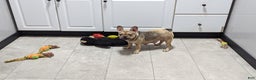 French Bulldog dogs for sale: Piper - Ad 7