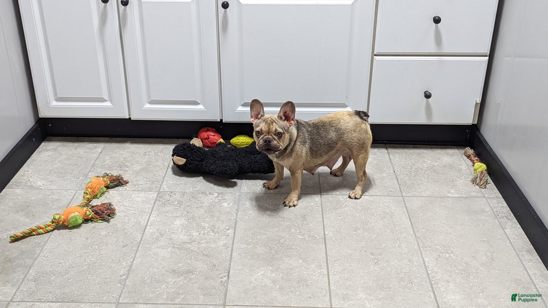 French Bulldog dogs for sale: Piper - Ad 7