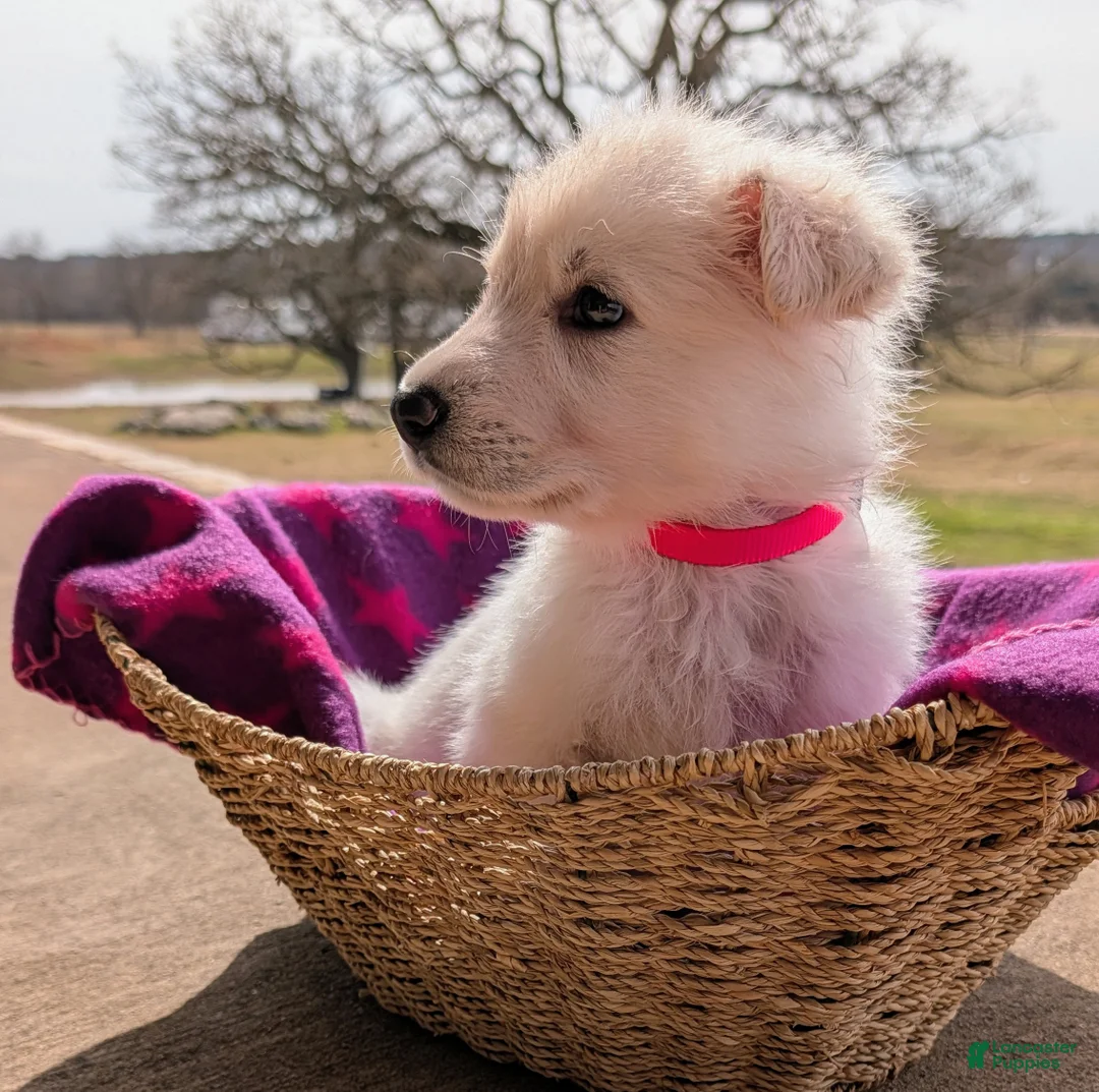 German Shepherd dogs for sale: Aspen - Ad 1