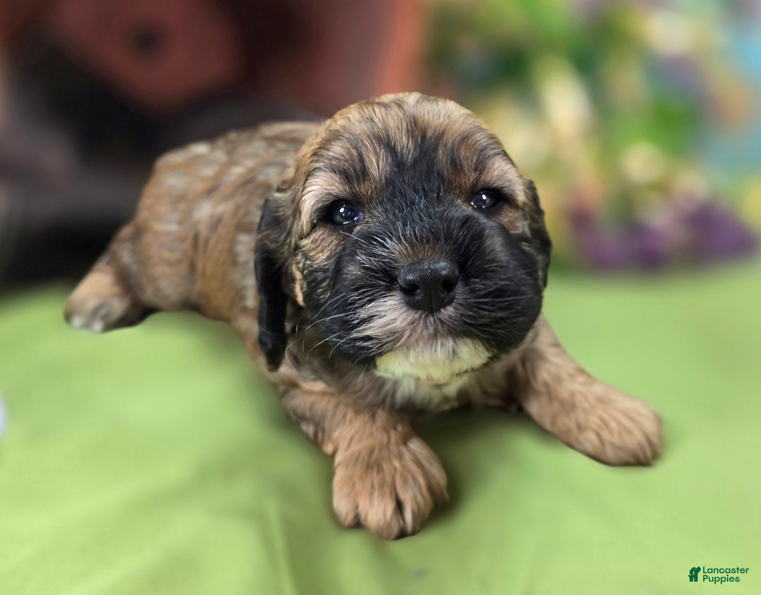 Cockapoo dogs Magi Lune - Ad 12