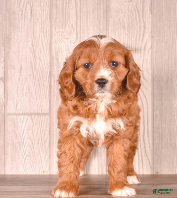 Cavapoo dogs Zess - Ad 2