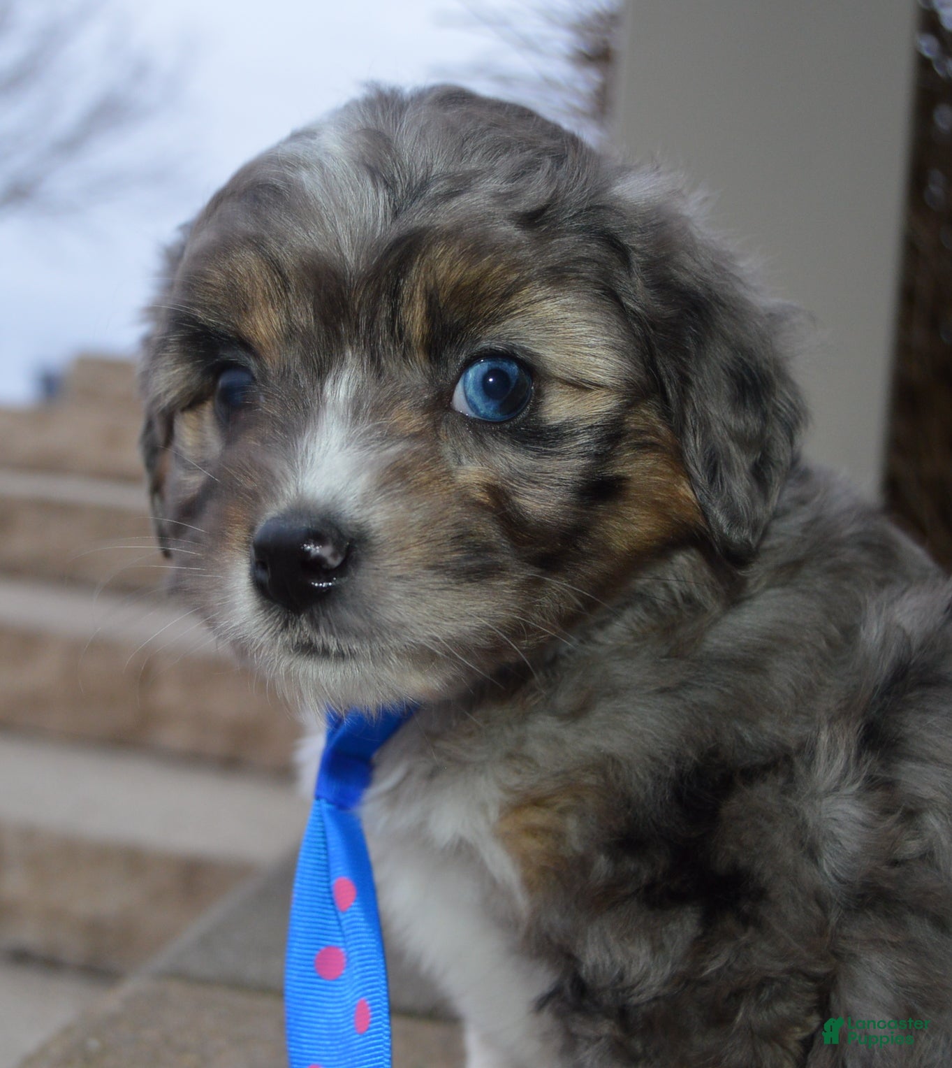 Mini Aussiedoodle dogs Mini Auggie - Ad 10