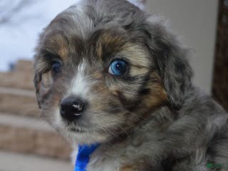 Mini Aussiedoodle dogs Mini Auggie - Ad 38