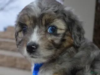 Mini Aussiedoodle dogs Mini Auggie - Ad 36