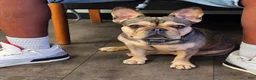 French Bulldog dogs for sale: ChocoMoco - Ad 3