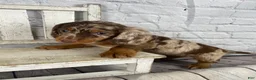 Miniature Dachshund dogs for sale: Toby - Ad 11