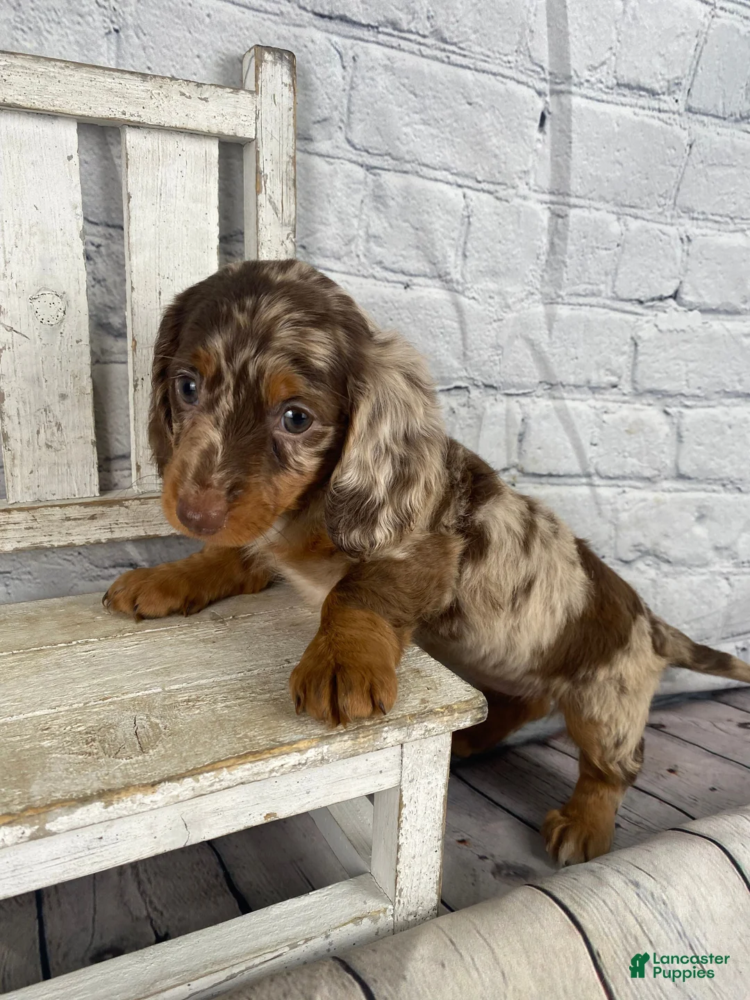 Miniature Dachshund dogs for sale: Toby - Ad 11