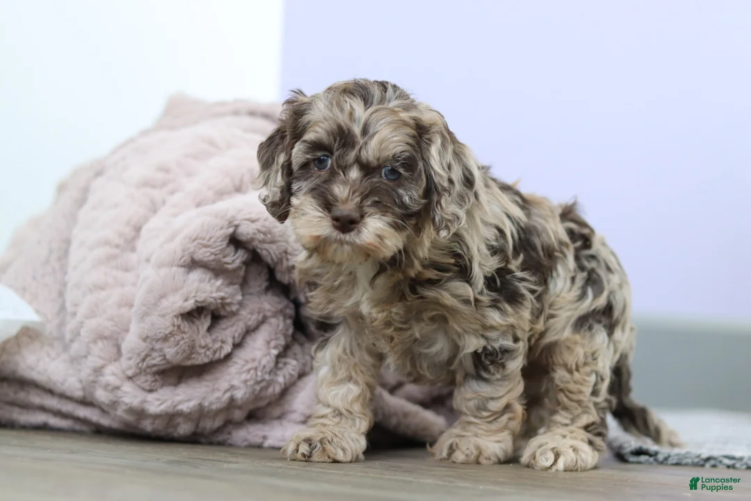 Cockapoo dogs for sale: Elianna  - Ad 7