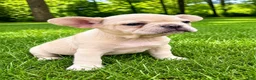 French Bulldog dogs for sale: French Bulldog Male LEO - Ad 4