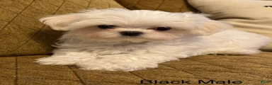Maltese Puppy 1 (black male)