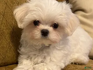 Maltese dogs for sale: Maltese Puppy 1 (black male) - Ad 1