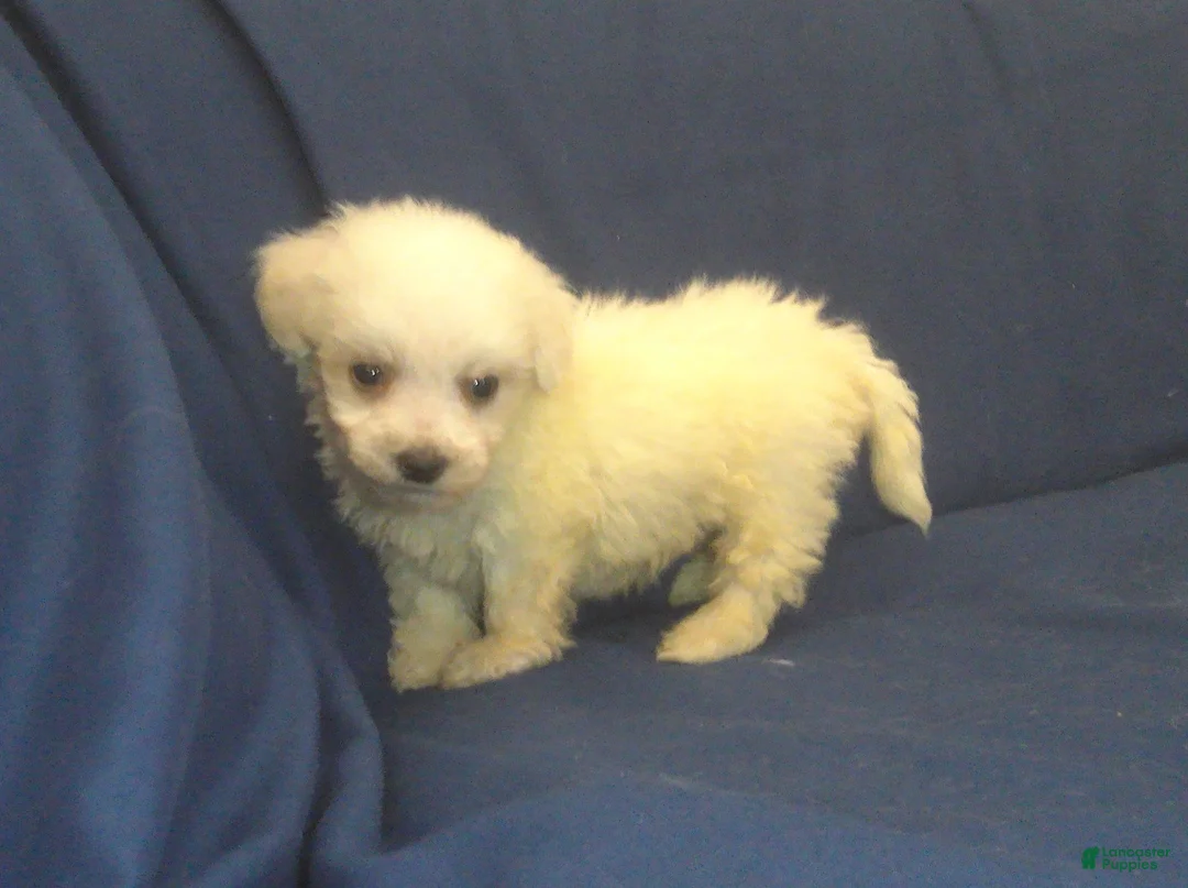 Maltipoo dogs for sale: Paris - Ad 2