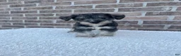 Miniature Schnauzer dogs for sale: Skip - Ad 3