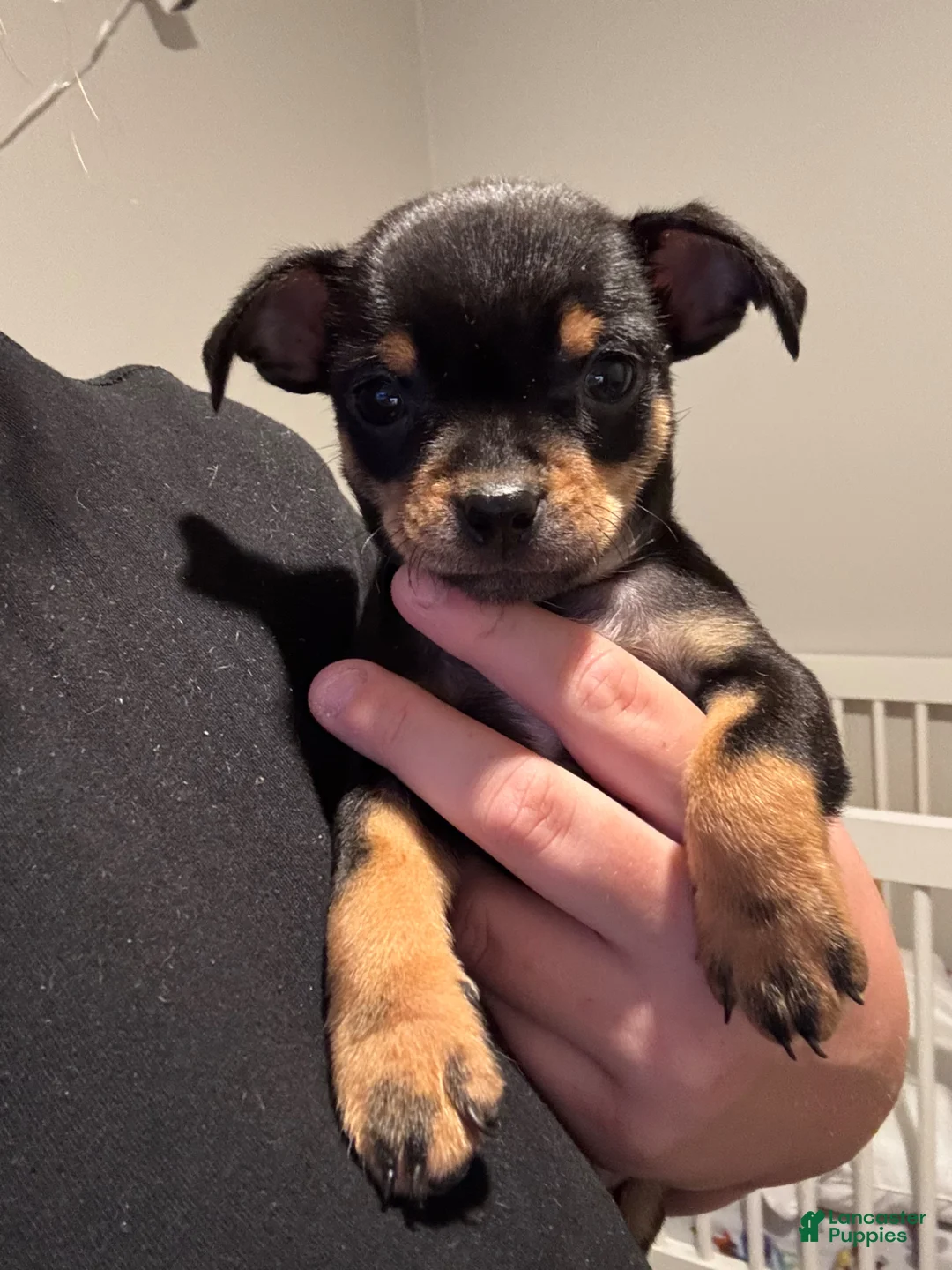 Chihuahua dogs for sale: Chihuahua Puppy 1 - Ad 8