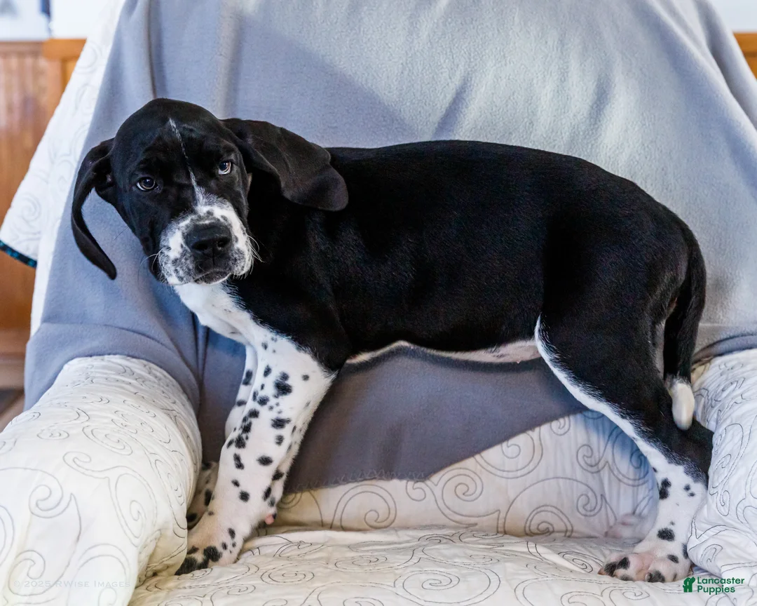 Great Dane dogs for sale: Cookie - Ad 8