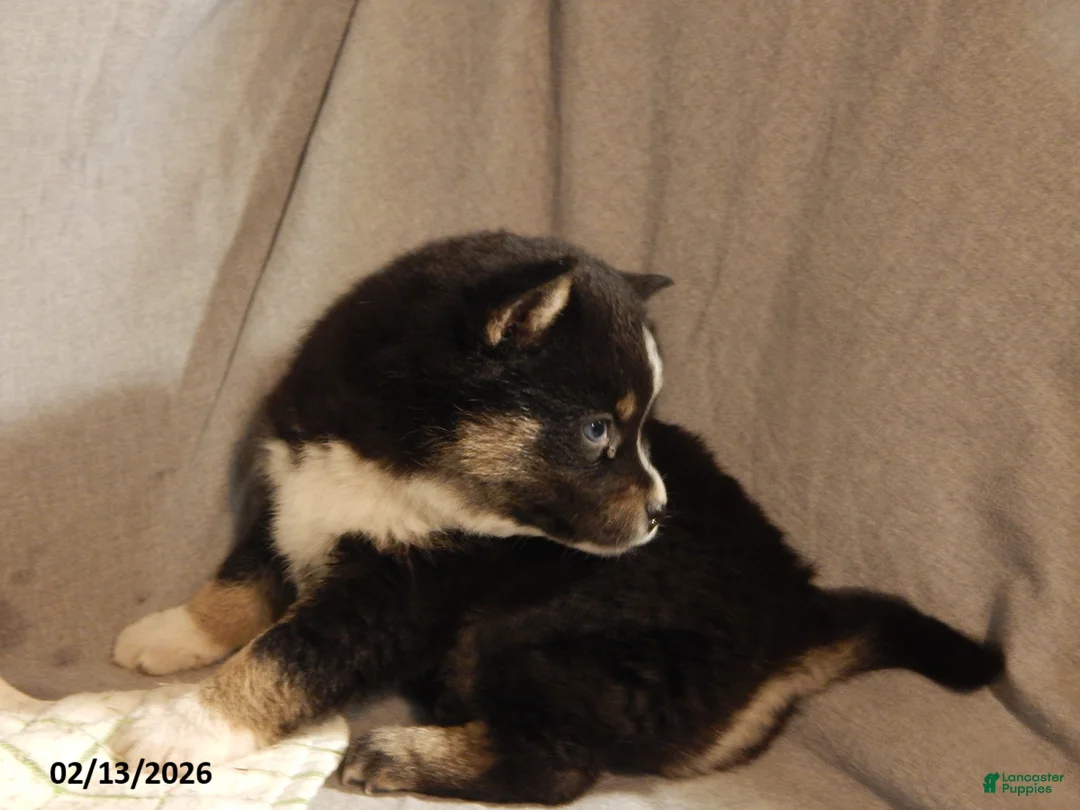 Pomsky dogs for sale: Sally - Ad 2