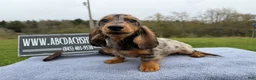 Miniature Dachshund dogs for sale: AKC Show Dapple- Russian - Ad 11