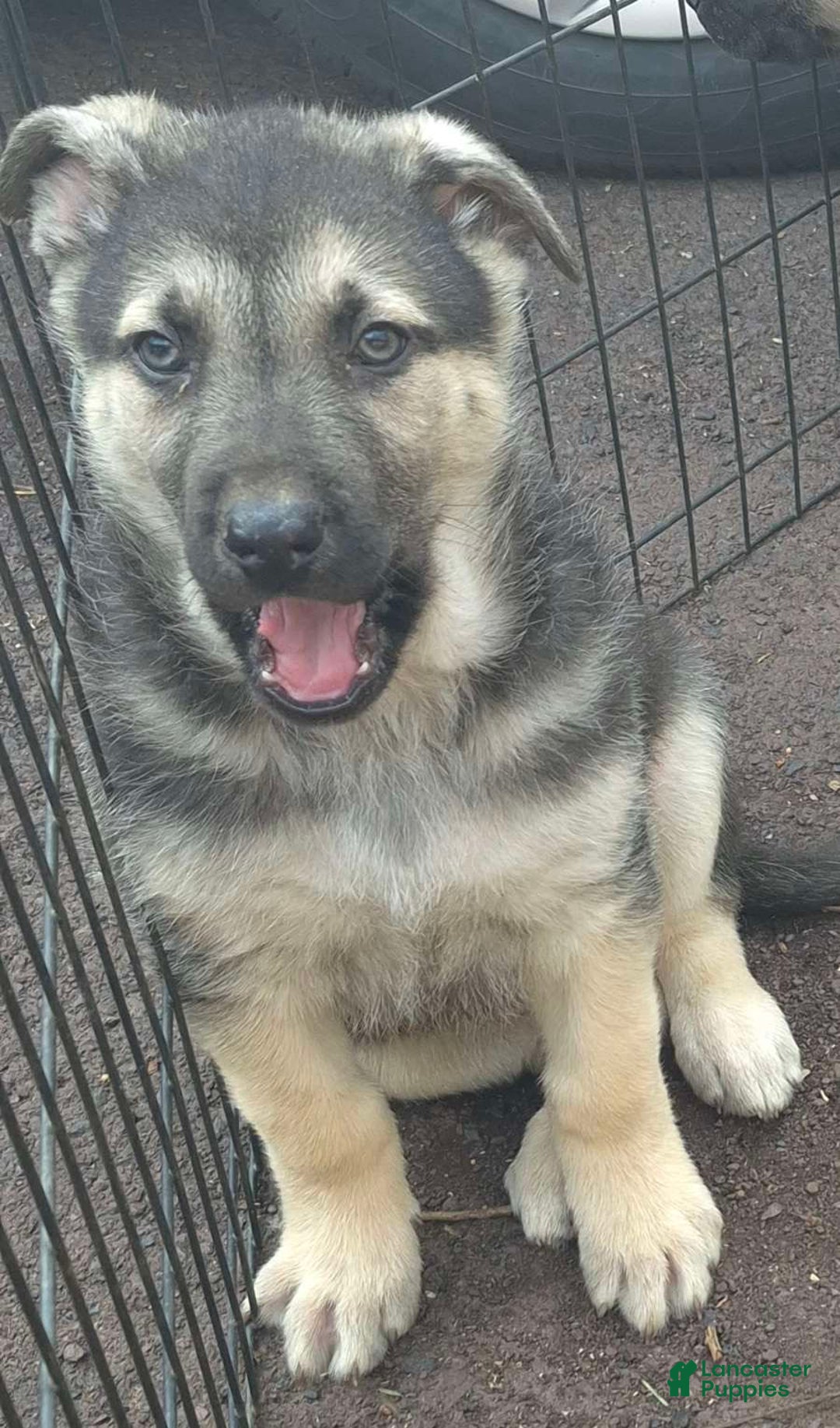 German Shepherd dogs for sale: German Shepherd Puppy  - Ad 5