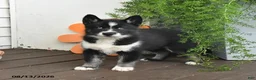 Gerberian Shepsky dogs for sale: Flora   - Ad 3
