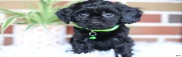 Cavapoo dogs for sale: Onyx - Ad 11