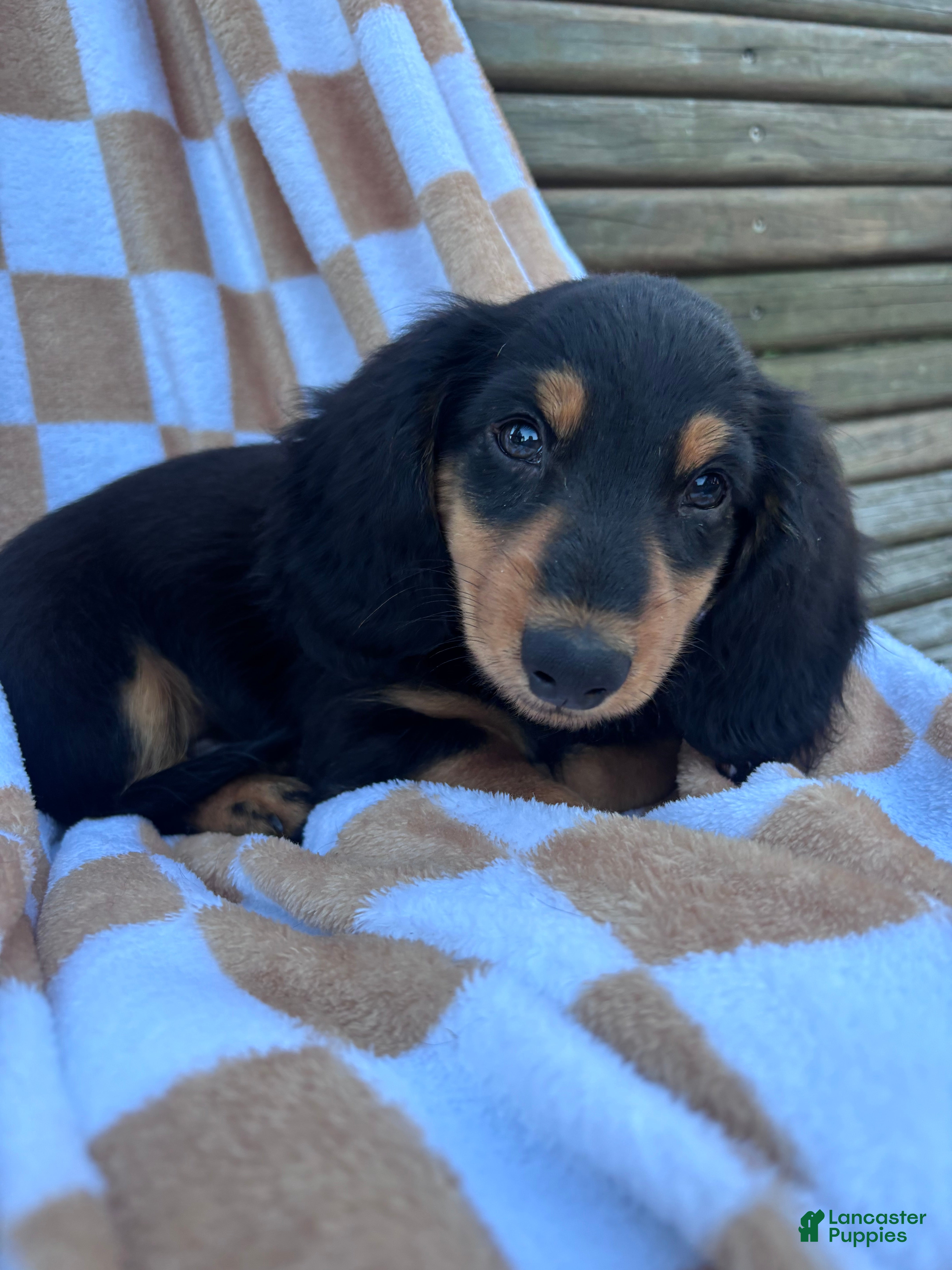 Miniature Dachshund dogs for sale: Samson - Ad 1