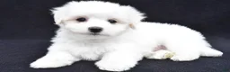 Maltese dogs for sale: Theo - Ad 2