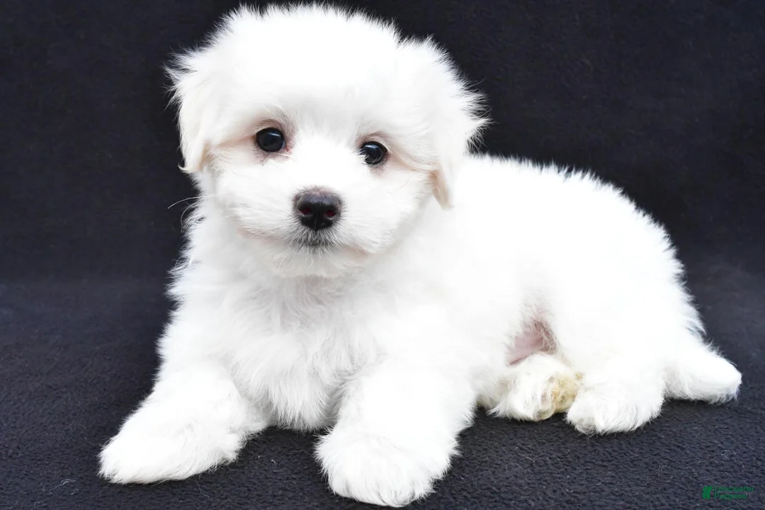 Maltese dogs for sale: Theo - Ad 2