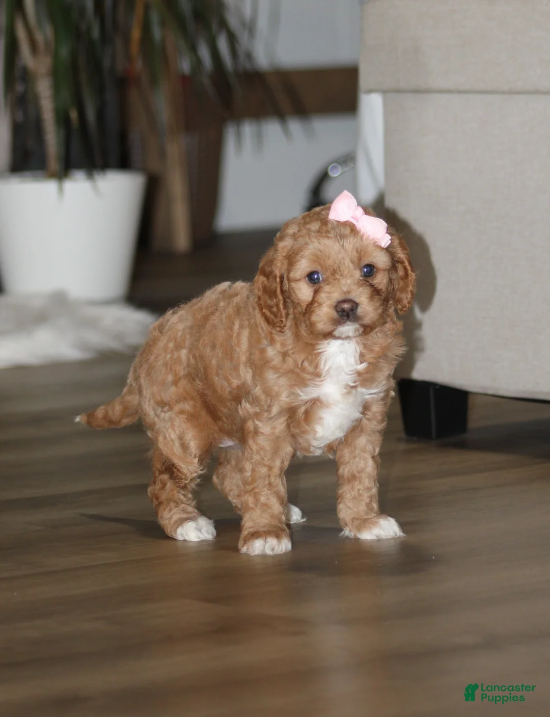 Cavapoo dogs for sale: Isabelle - Ad 1